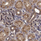 Immunohistochemical staining of human kidney using Anti-EML4 antibody HPA065337.