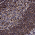 Immunohistochemical staining of human lymph node using Anti-EML4 antibody HPA065337.