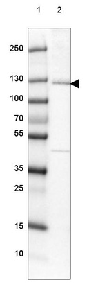 Lane 1: Marker [kDa] 250, 130, 100, 70, 55, 35, 25, 15, 10_br/_Lane 2: Human cell line HepG2