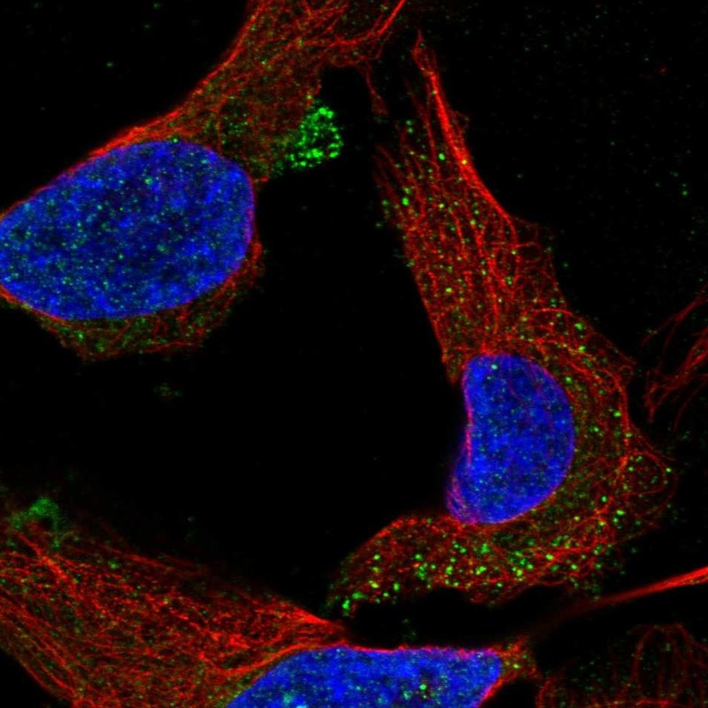 Anti-C1orf53 Antibody