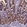 Anti-L2HGDH Antibody