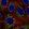 Anti-L2HGDH Antibody