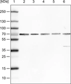 Lane 1: Marker [kDa]_br/_Lane 2: Human cell line HeLa_br/_Lane 3: Human cell line A-431_br/_Lane 4: Human cell line MCF-7_br/_Lane 5: Human cell line U2-OS_br/_Lane 6: Human cell line Hep-G2