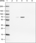 Anti-FUS Antibody