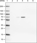 Lane 1: Marker [kDa]_br/_Lane 2: Human cell line HeLa cytoplasmic fraction_br/_Lane 3: Human cell line HeLa membrane fraction_br/_Lane 4: Human cell line HeLa nuclear fraction_br/_Lane 5: Human cell line HeLa chromatin fraction_br/_Lane 6: Human cell line HeLa cytoskeletal fraction