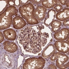 Anti-UBXN2A Antibody