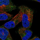 Immunofluorescent staining of human cell line RH-30 shows localization to centrosome.