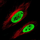 Immunofluorescence staining in HeLa cell line with Anti-FUS monoclonal antibody, showing clear nuclear (without nucleoli) staining in green. Microtubule- and nuclear probes are visualized in red and blue respectively (where available).