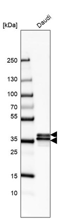 Anti-HNRNPA2B1 Antibody