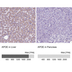 Anti-APOE Antibody