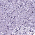 Immunohistochemical staining of human pancreas shows no positivity in exocrine glandular cells as expected.