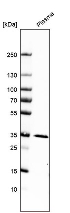 Anti-APOE Antibody