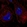 Anti-RORC Antibody