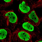 Immunofluorescence staining in U2OS cell line with Anti-FUS monoclonal antibody, showing clear nuclear (without nucleoli) staining in green. Microtubule- and nuclear probes are visualized in red and blue respectively (where available).