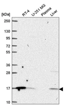Anti-ORMDL1 Antibody