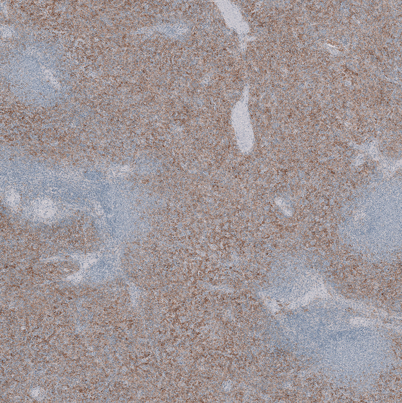 Anti-SLC40A1 Antibody