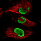 Immunofluorescence staining in U251 cell line with Anti-FUS monoclonal antibody, showing clear nuclear (without nucleoli) staining in green. Microtubule- and nuclear probes are visualized in red and blue respectively (where available).