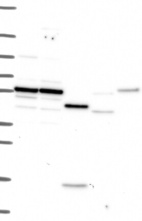 Anti-IL10RA Antibody