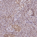 Immunohistochemical staining of human pancreas shows low expression as expected.