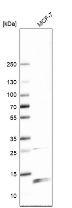 Western blot analysis in human cell line MCF-7.