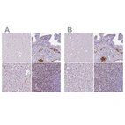 Immunohistochemical staining of human cerebral cortex, fallopian tube, liver and spleen using Anti-CD5L antibody HPA065686 (A) shows similar protein distribution across tissues to independent antibody HPA068384 (B).