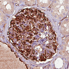 Immunohistochemical staining of human kidney shows strong positivity in renal glomeruli.