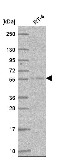 Anti-ATL3 Antibody