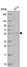 Anti-ATL3 Antibody