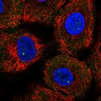 Immunofluorescent staining of human cell line A549 shows localization to nuclear bodies & cytosol.