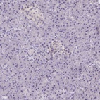 Immunohistochemical staining of human pancreas shows low expression as expected.