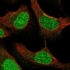 Immunofluorescent staining of human cell line U-2 OS shows localization to nucleus, nuclear membrane & the Golgi apparatus.