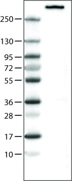 Anti-NES Antibody