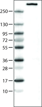 Lane 1: Marker [kDa] _br/_ Lane 2: Human cell line U-251 MG