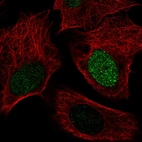 Immunofluorescent staining of human cell line U-2 OS shows localization to nucleus.