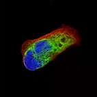 Immunofluorescence staining of RH-30 cells using the Anti-NES monoclonal antibody, showing specific staining in intermediate filaments in green. Microtubule- and nuclear probes are visualized in red and blue, respectively (where available).