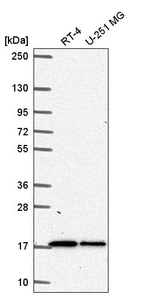 Anti-TMEM133 Antibody