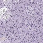 Immunohistochemical staining of human pancreas shows low expression as expected.