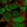 Anti-HOXD10 Antibody