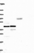 Anti-CPNE1 Antibody