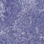 Immunohistochemical staining of human lymph node shows high expression.