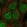 Anti-UBE2A Antibody