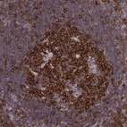 Anti-RANBP1 Antibody