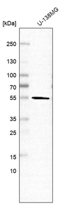 Anti-FAF2 Antibody