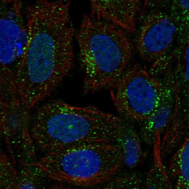 Anti-SEC23A Antibody
