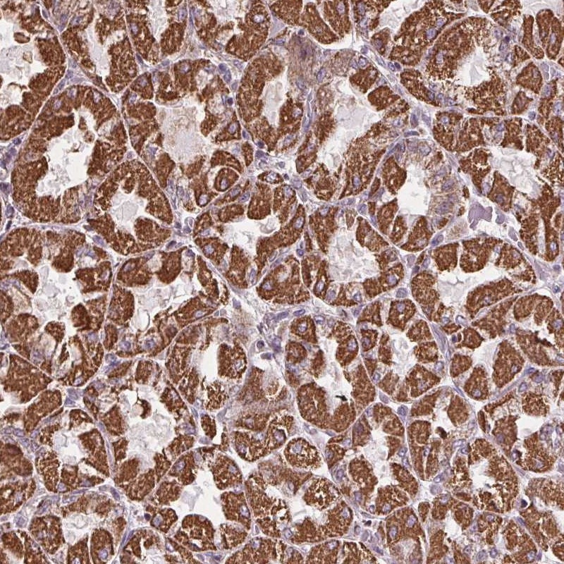 Anti-ZNF548 Antibody