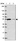 Anti-ZNF548 Antibody