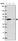 Anti-ZNF548 Antibody