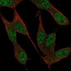 Anti-NAF1 Antibody