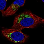 Immunofluorescent staining of human cell line U-2 OS shows localization to mitochondria.