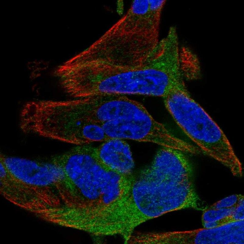 Anti-SPATS2 Antibody